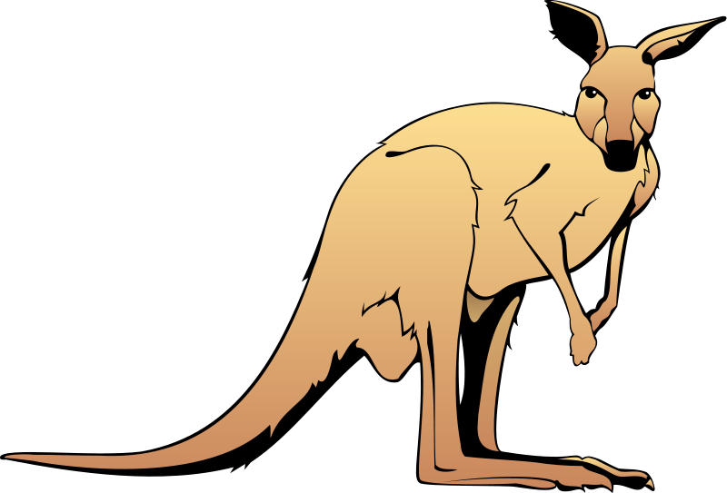 800x543 Kangaroo Animal Clipart Clipart Panda