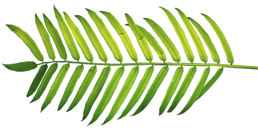 512x256 Palm Sunday Willow Chicago Blog