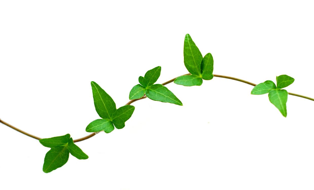 1240x750 Unique Leaf Vine Clipart Kid Cdr