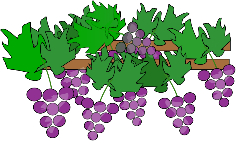 800x478 Clipart Grape Vines