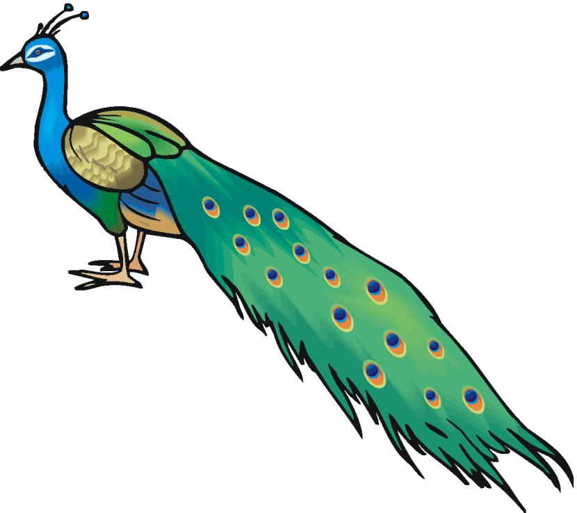 830x738 Animal Peacock Clipart Transparent Background, Free Animal Peacock