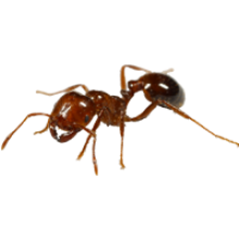 220x220 Ant Transparent Background Image