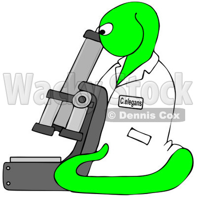 400x400 Free Clip Art Illustration Of A Bright Green C Elegans Roundworm