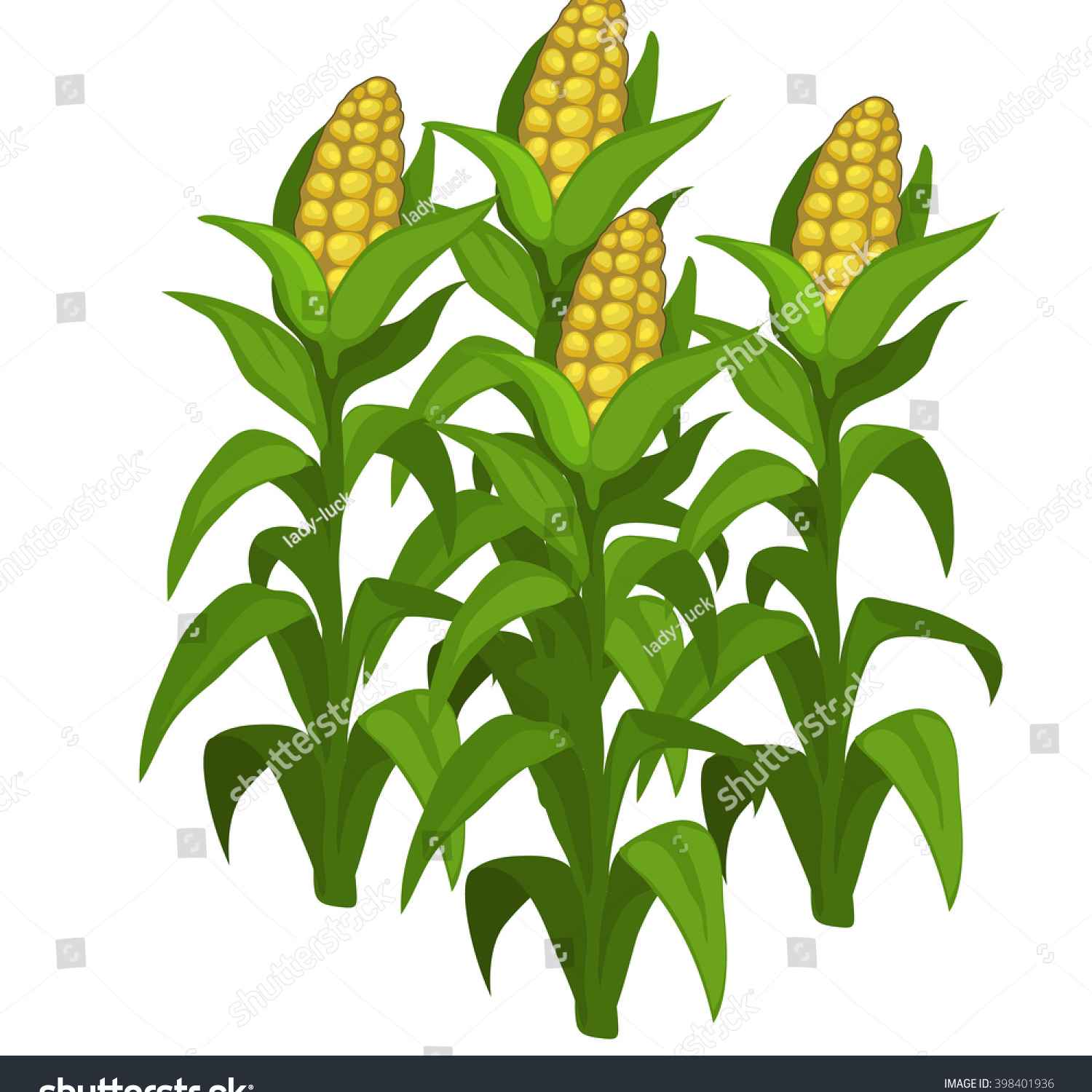 1500x1500 Farming Corn Clipart Corn Harvest Stock Vectors Amp Vector Clip Art