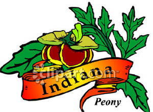 300x219 Peony