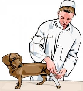 273x300 Art Image A Vet With An Injured Dachund
