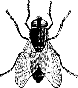261x297 Fly Bug Insect Clip Art