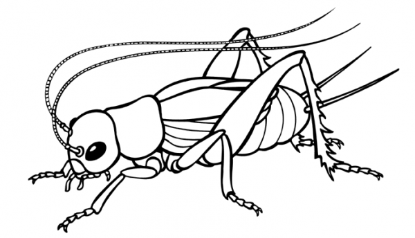 600x344 Insect Clipart Black And White 10 Nice Clip Art