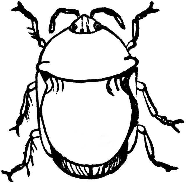 640x629 Black Bug Clipart Etc