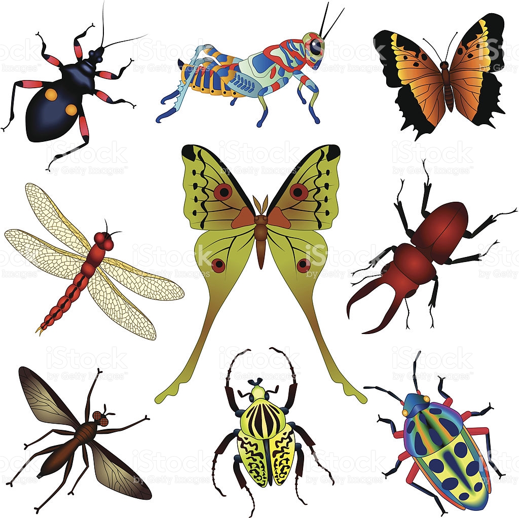 1024x1022 Insect Clipart Rainforest Butterfly
