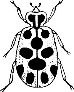 250x309 Bugs Black And White Clipart