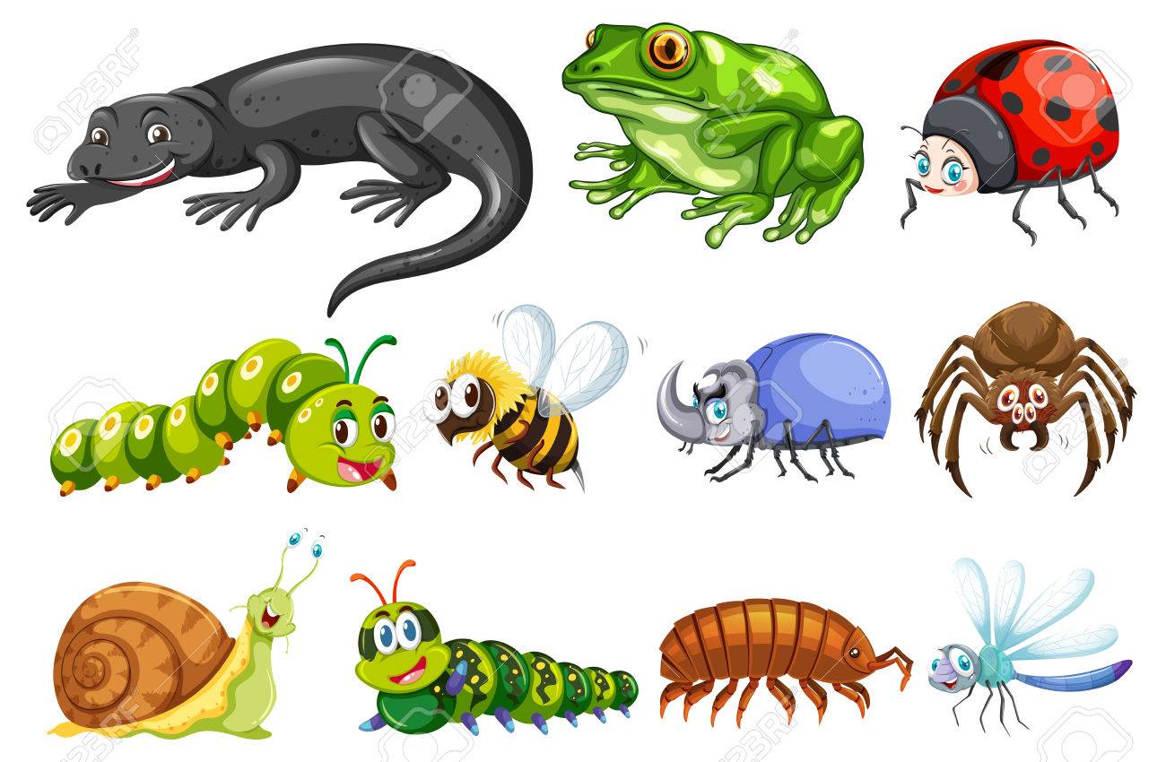1300x850 Different Types Of Insects Illustration Royalty Free Cliparts