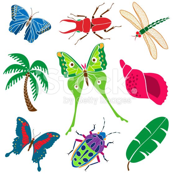 556x556 Insect Clipart Rainforest Butterfly