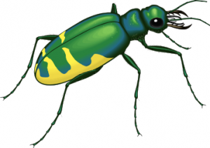300x212 Insects Clip Art Download