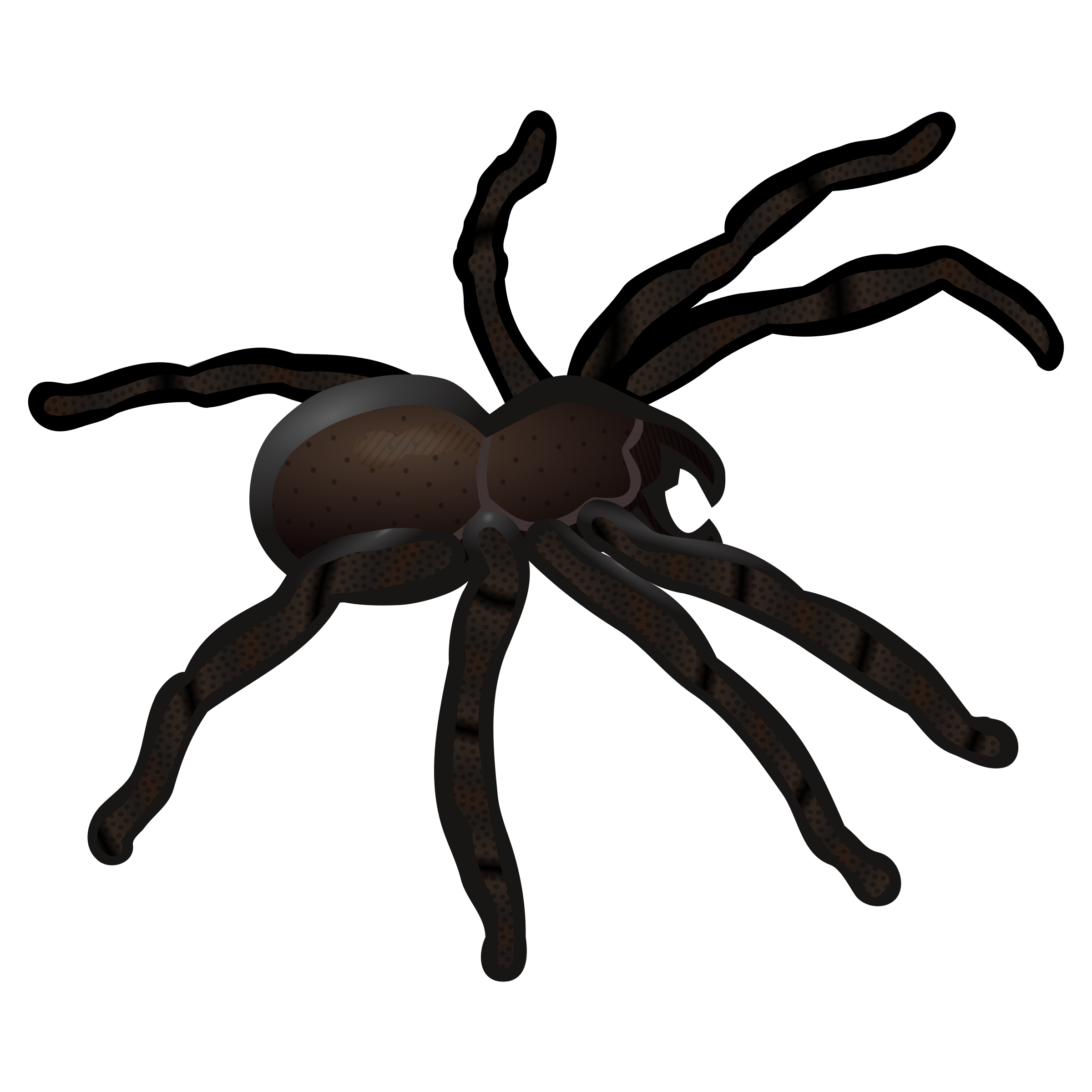 2400x2400 Insects Spider Clipart, Explore Pictures