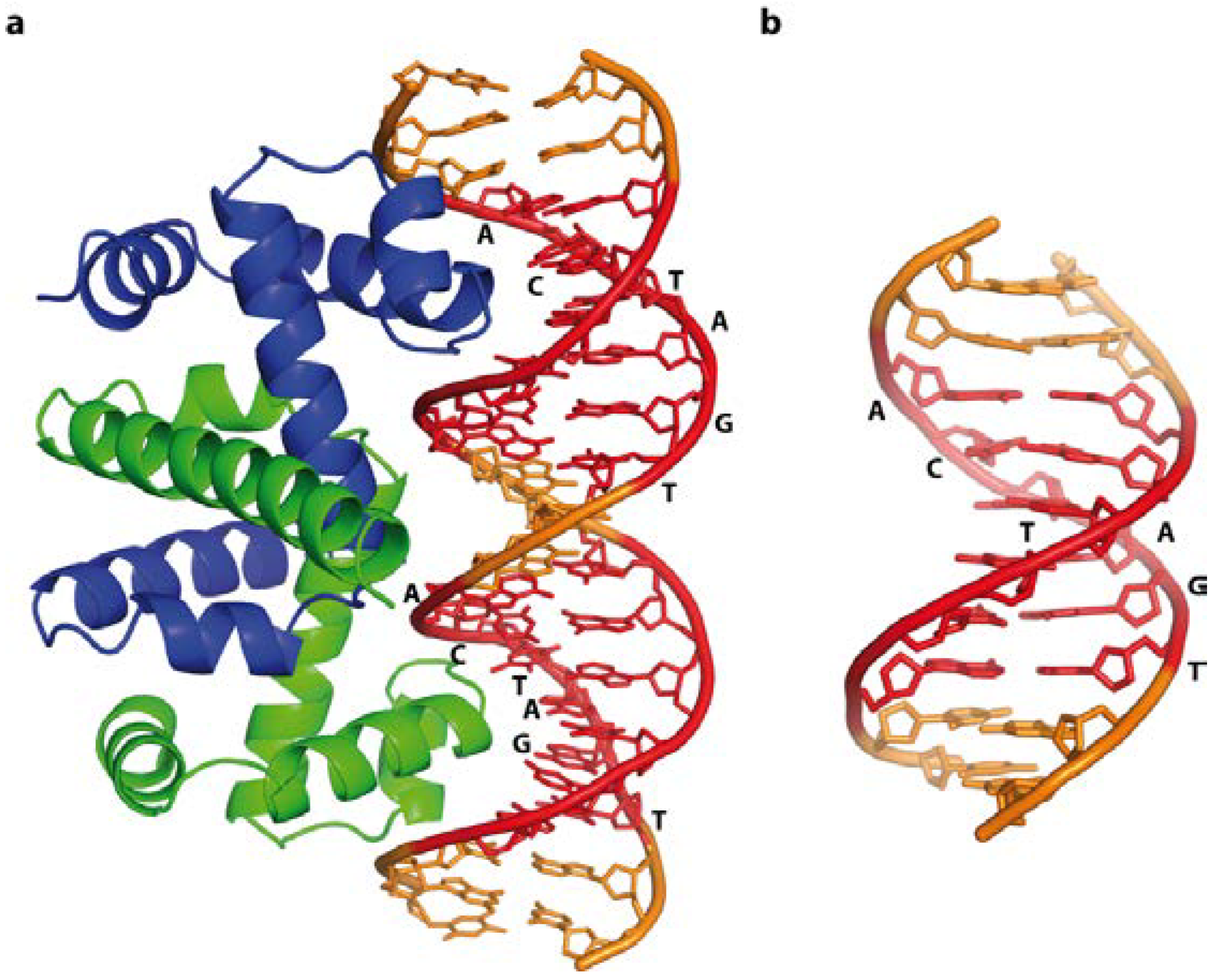 Белки днк. Репрессор ДНК. DNA белки. Tertiary structure of DNA.