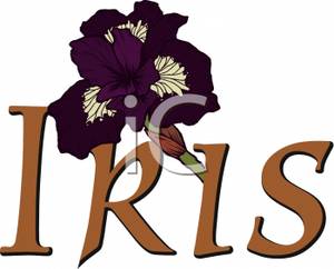 300x242 Free Clipart Image A Purple Iris Flower