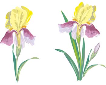 350x283 Iris Flower Clip Art 1 Clipart Panda