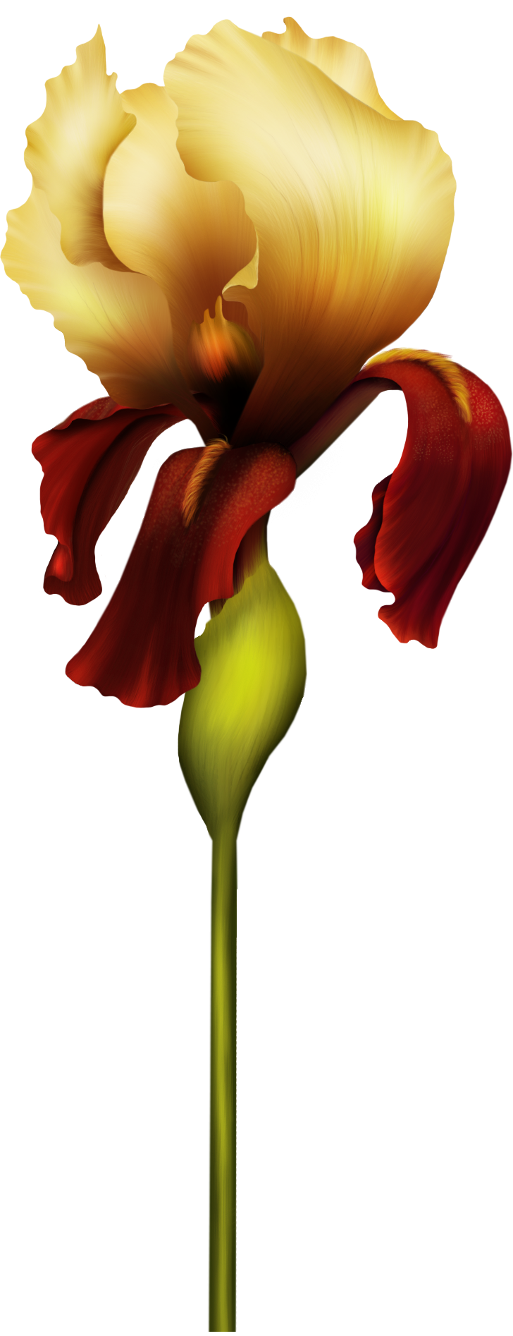 728x1894 Iris Flower Png Clipart