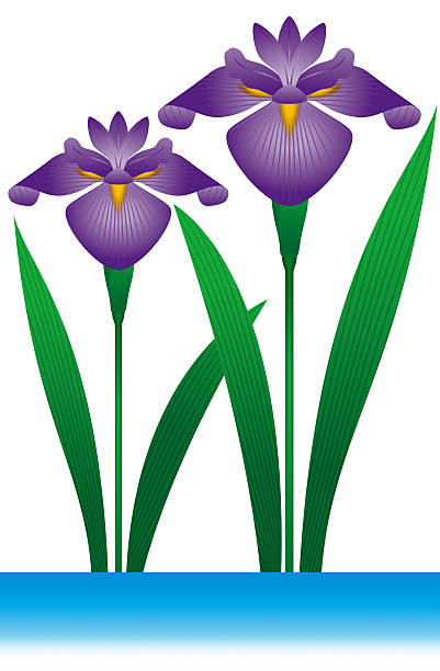 401x612 Iris Clipart Art
