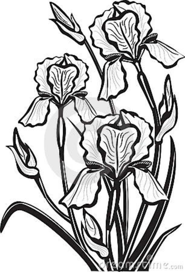 612x900 Iris Clipart Black And White