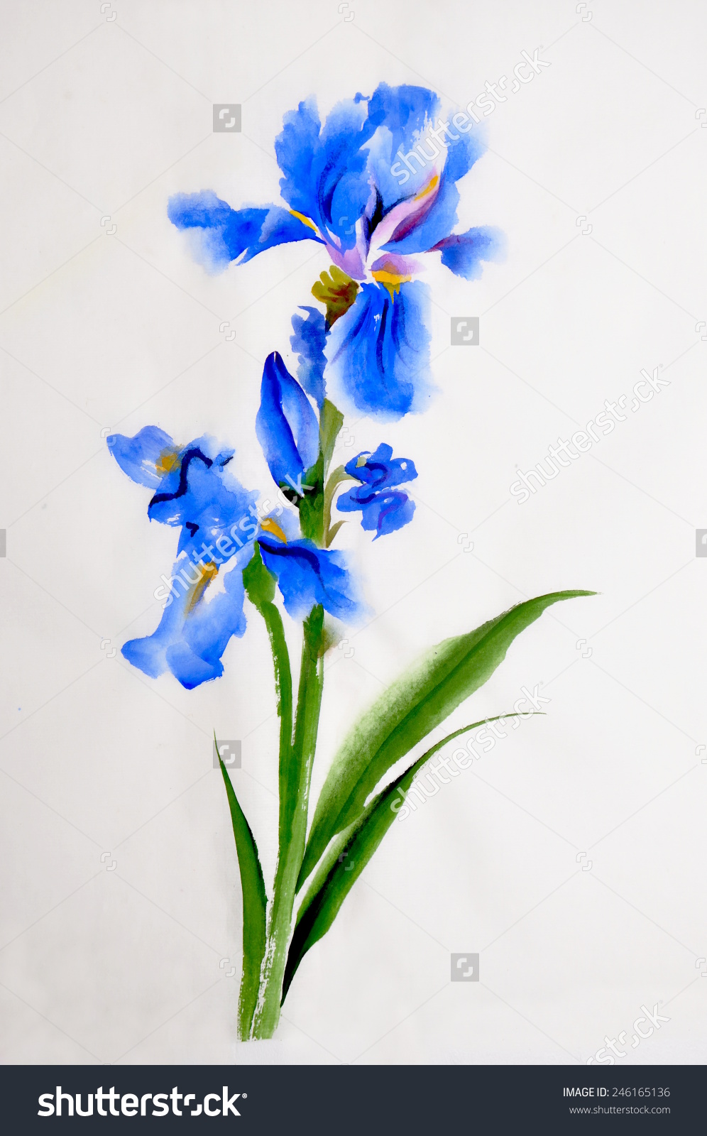 996x1600 Iris Flower Clip Art