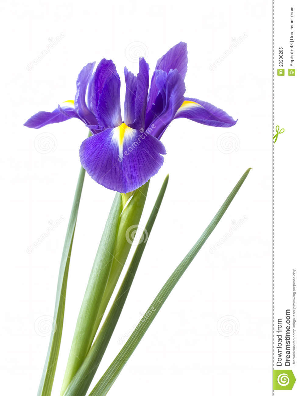 985x1300 Iris Flower Clip Art