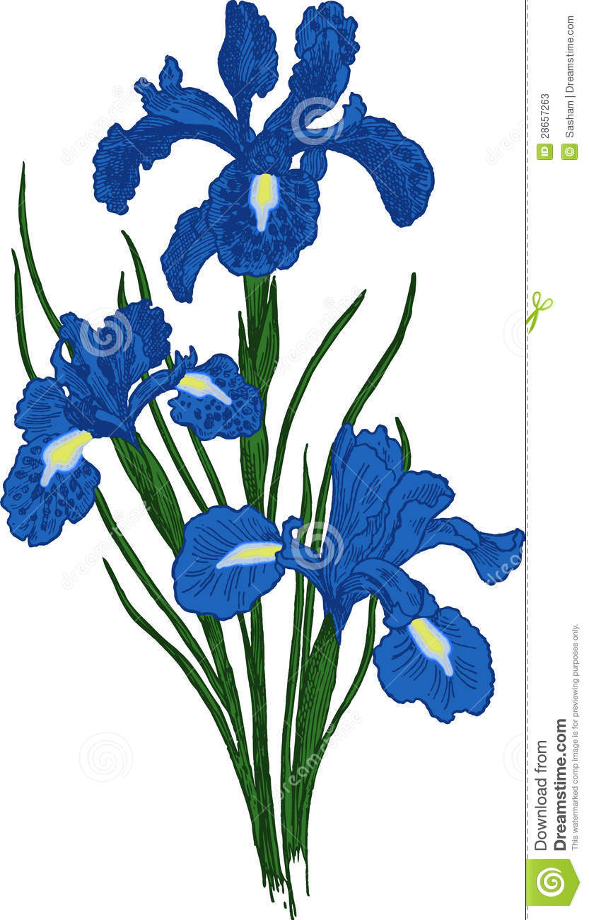 833x1300 Iris Flower Clip Art