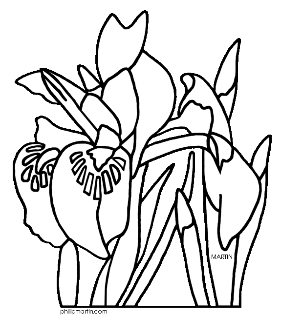 575x648 Iris Flower Clip Art Free Clipart Panda