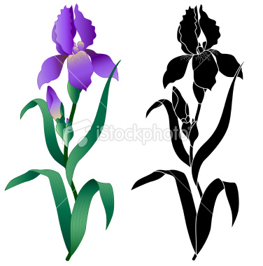 376x380 Iris Clipart