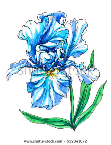 360x470 Iris Clipart Drawn