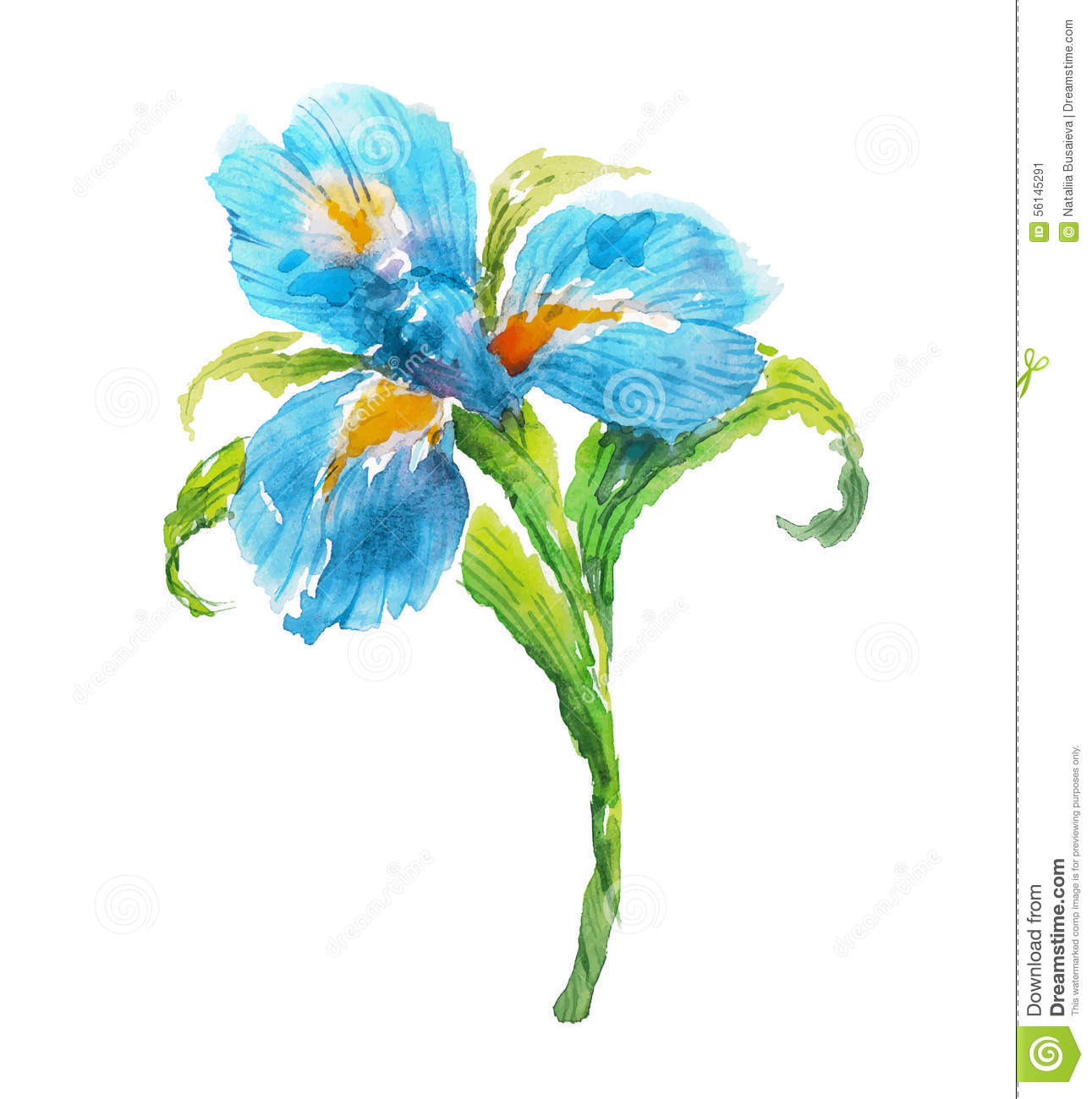1291x1300 Iris Clipart Floral