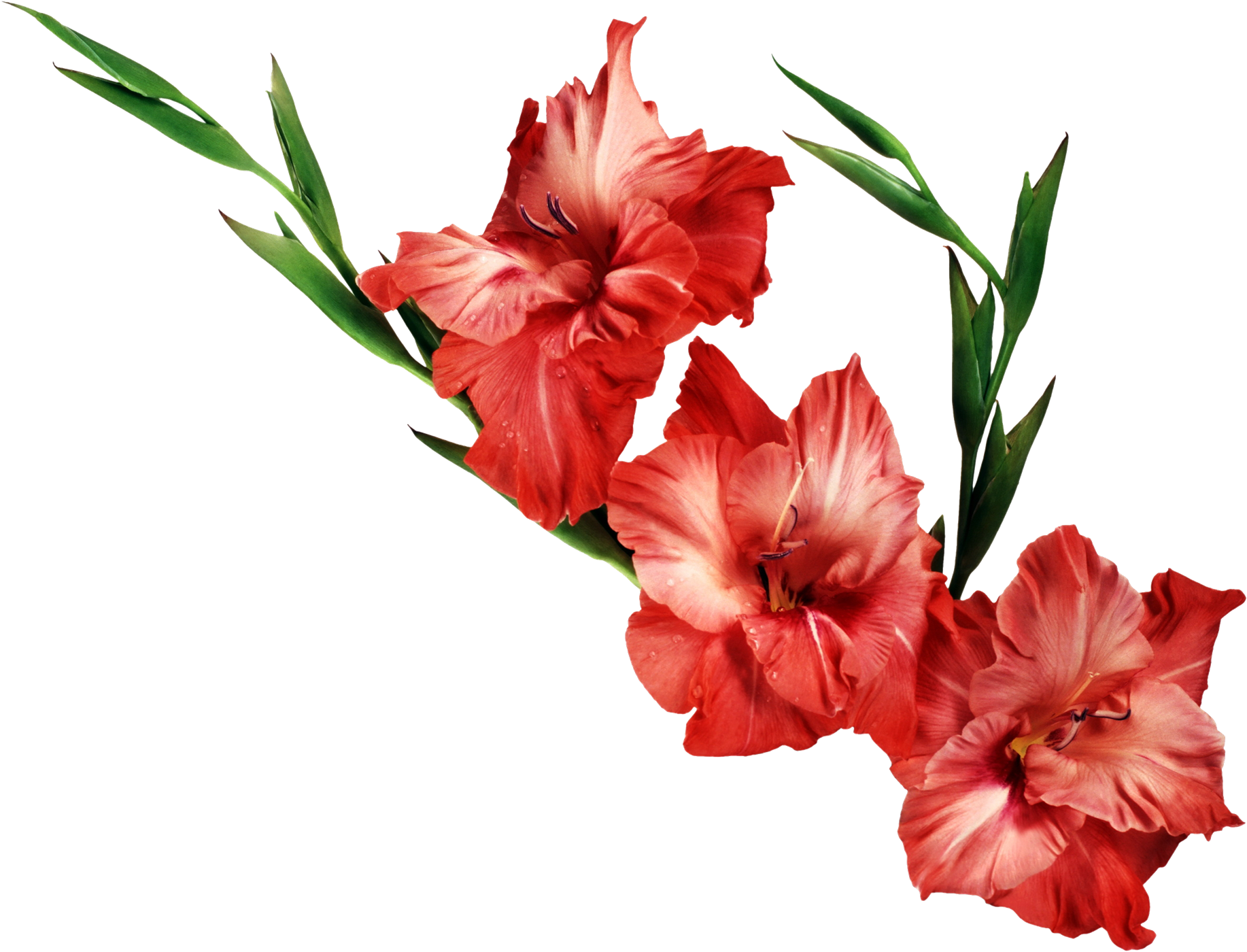 1834x1400 Iris Clipart Transparent Png