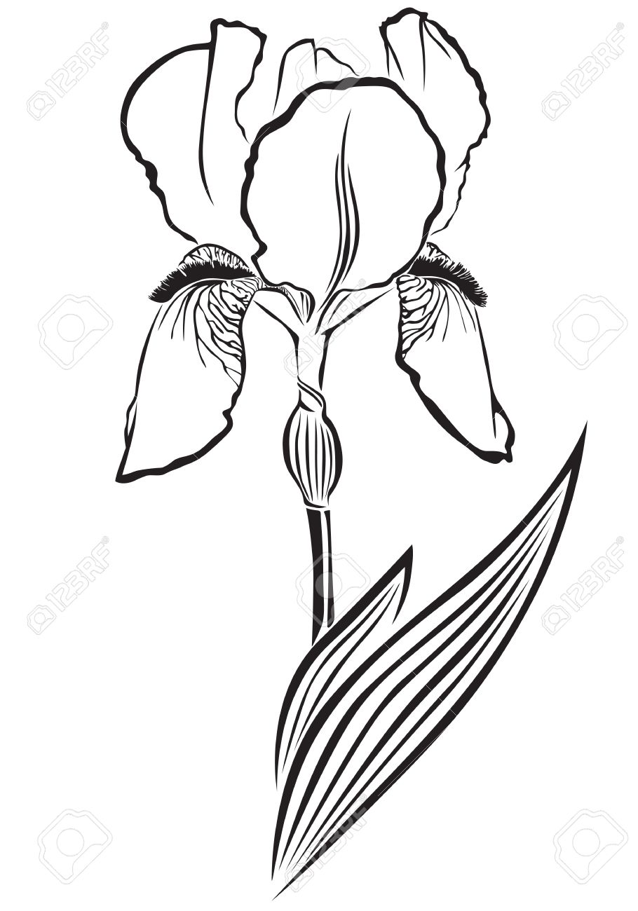 910x1300 Iris Flower Clip Art