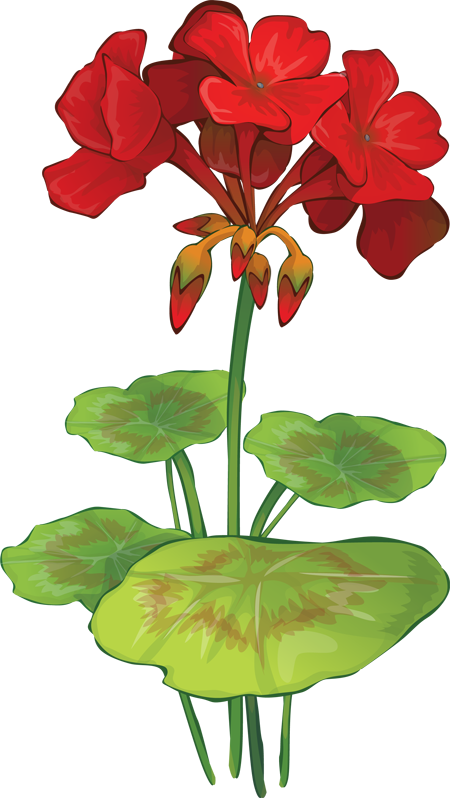 450x798 Iris Flower Clip Art