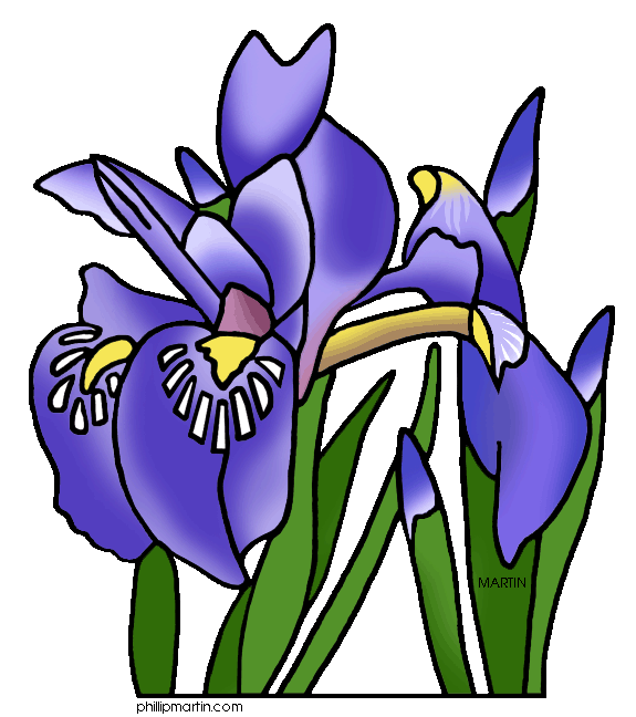 575x648 Blue Iris Flower Clip Art Cliparts