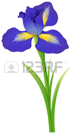 244x450 Blue Iris Flowers In Bush Illustration Royalty Free Cliparts