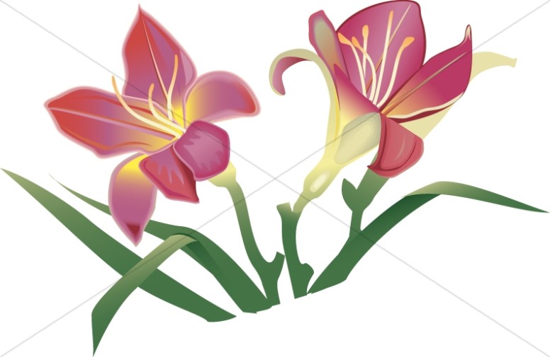 776x505 Church Flower Clipart, Church Flower Image, Church Flowers Graphic