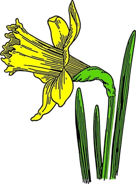 272x368 Daffodil Free Vector Download (17 Free Vector) For Commercial Use