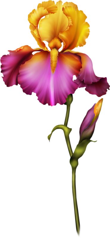 370x800 14 Best Floral Images Illustrators, Floral