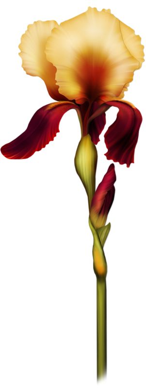 301x800 1454 Best Irysy Maki Images Fabric Painting, Iris