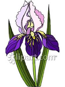 225x300 Iris Flower Clip Art Free Clipart Panda