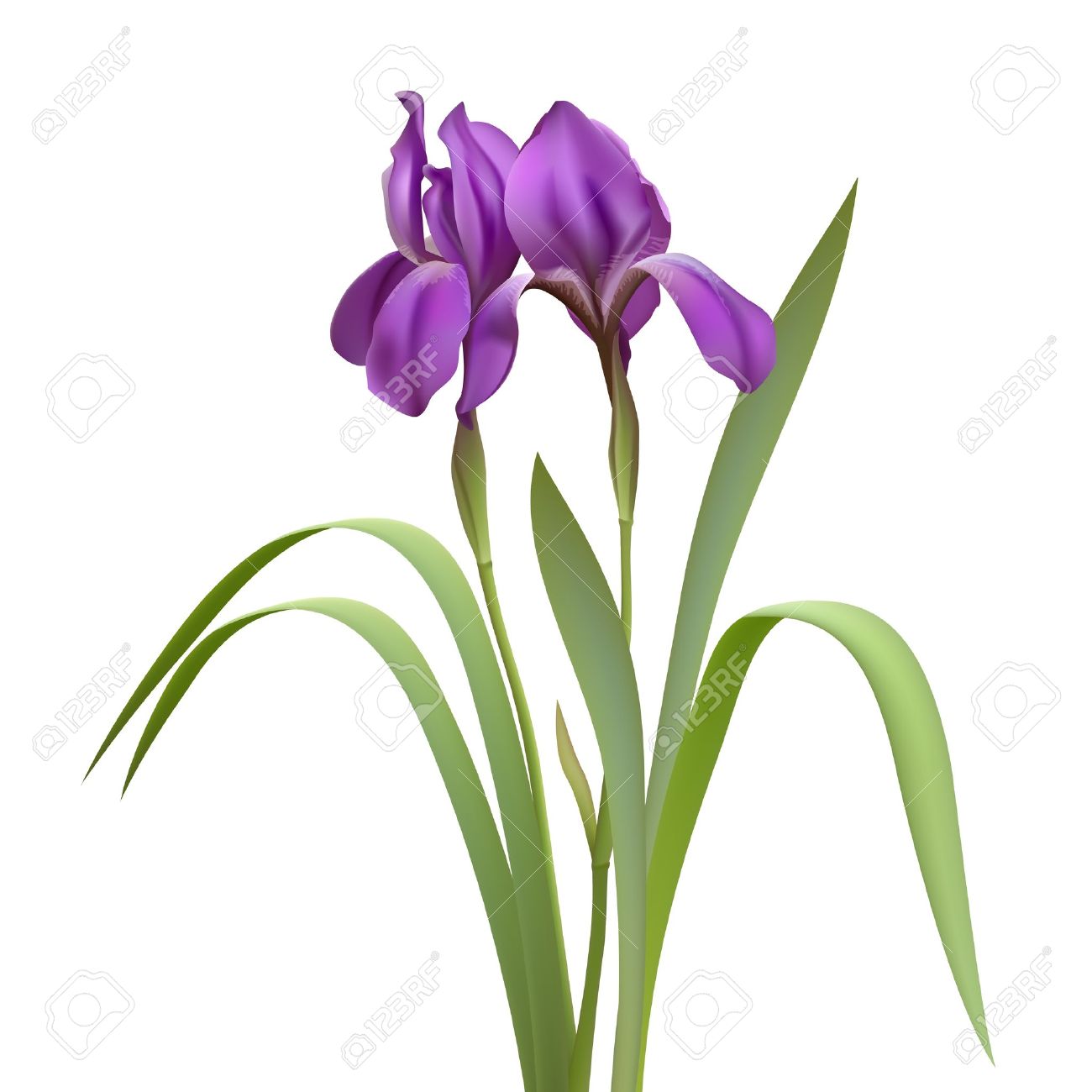 Iris Flower Clipart Free download on ClipArtMag