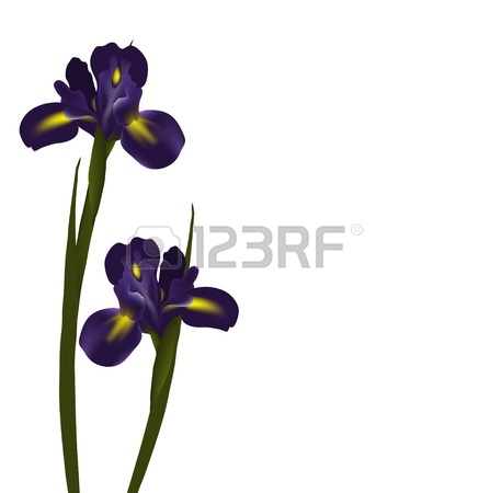 447x450 Iris Flower Clip Art