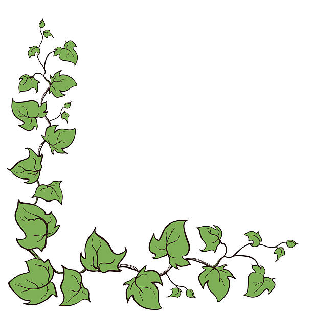 Ivy Clipart | Free download on ClipArtMag