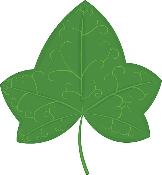 564x612 Maple Leaf Clipart Ivy Leaf
