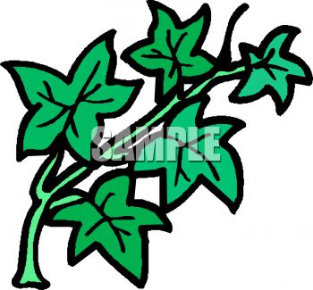 350x325 Royalty Free Clipart Image Cartoon Ivy Leaves