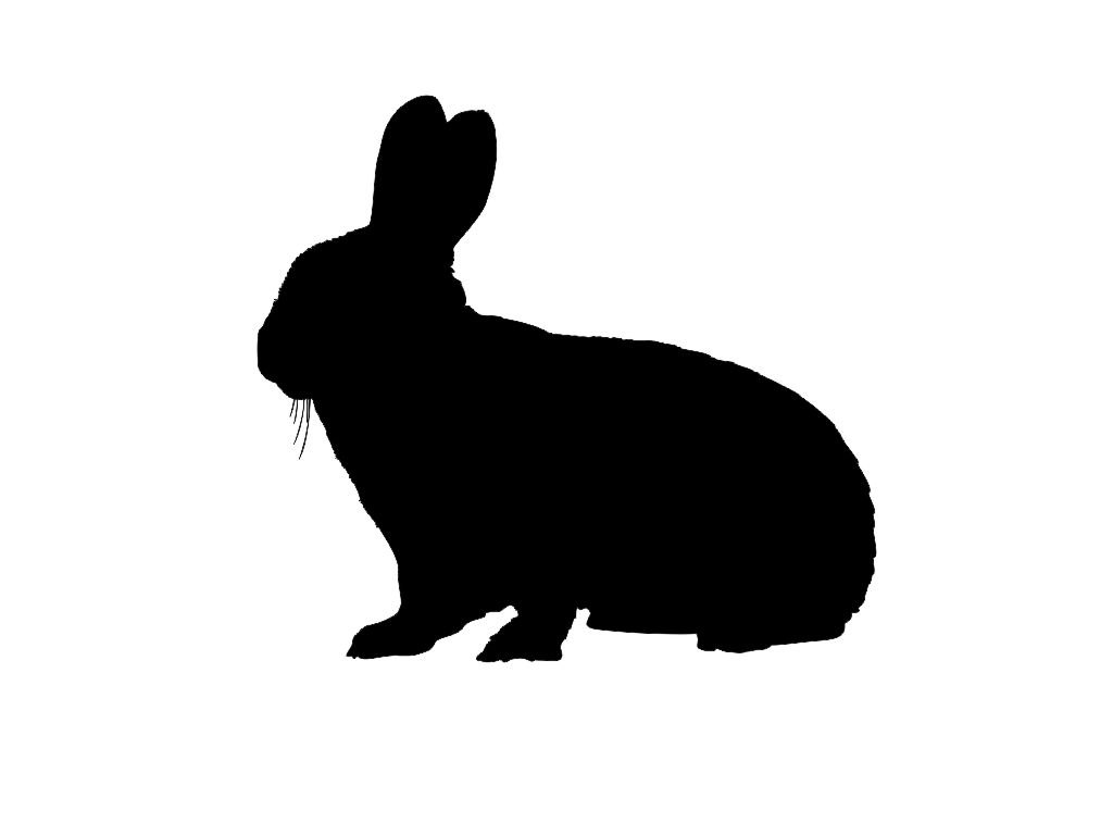 1024x768 Jack Rabbit Clipart Rabbit Outline