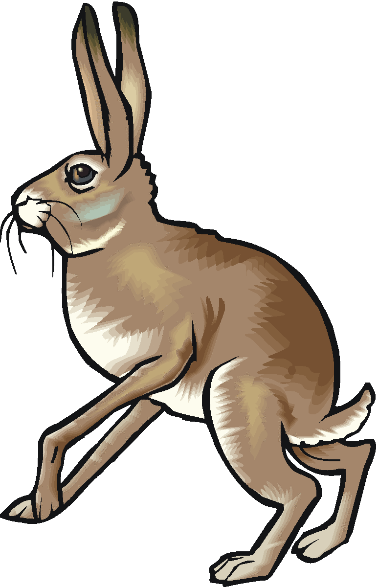 Jack Rabbit Clipart Free download on ClipArtMag