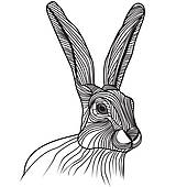 170x170 Top 96 Jackrabbit Clip Art